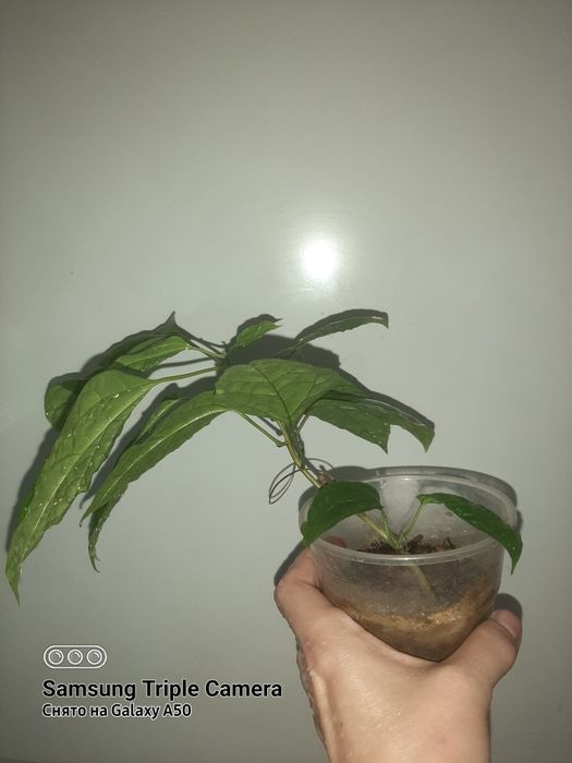 Сингониум, клеродендрум