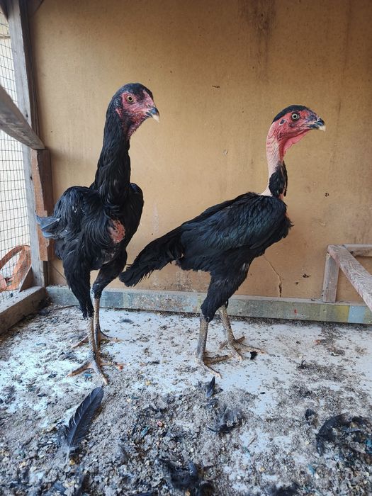 Dakan Jojalar sotilad Madagaskar va Shamo