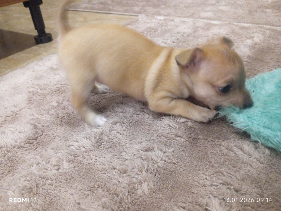 Домашни любимци момичета