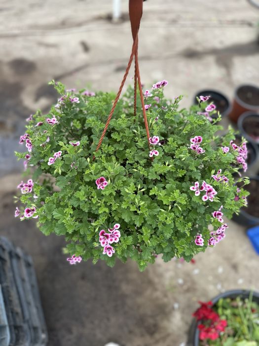 Flori de exterior in ghivece