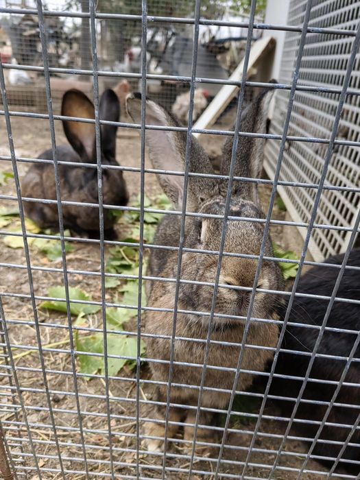 Iepuri uriaș german