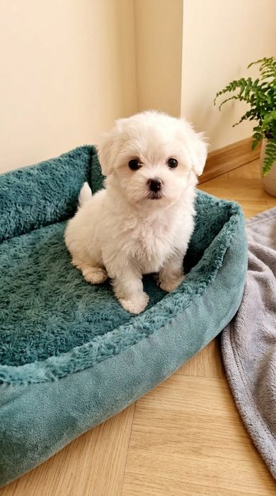 Bichon maltez pui