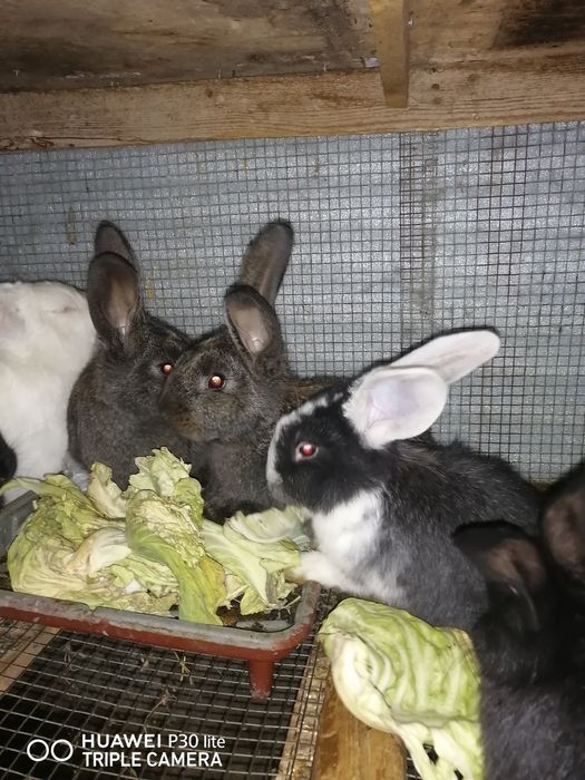 Кролики! Мать Великан от пароды Барана родила 2х месечный