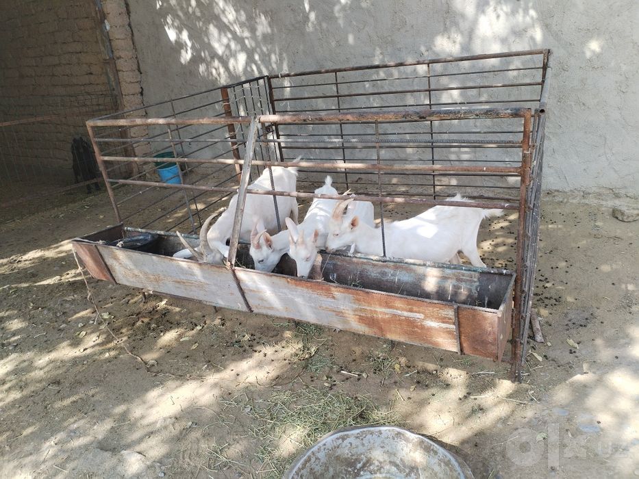 Зодор сутли эчкилар