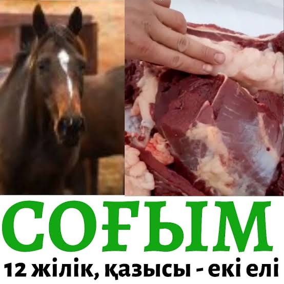 Соғым жылқы еті туша жіліктеп