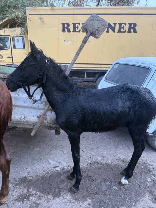 Жеребенок лошадь