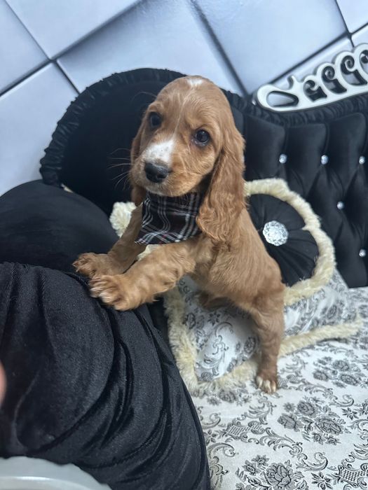Cocker Spaniel Baiat 2 luni
