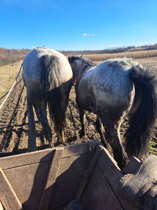 Vând manza de 7 luni