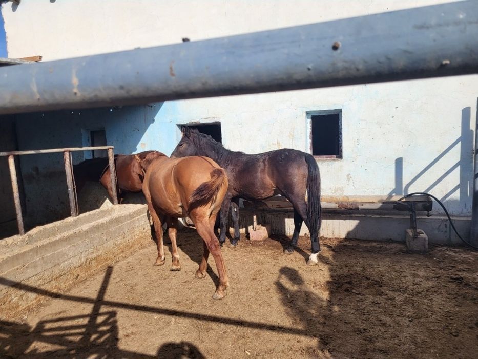 Кунде Соғым жілік 2600тг