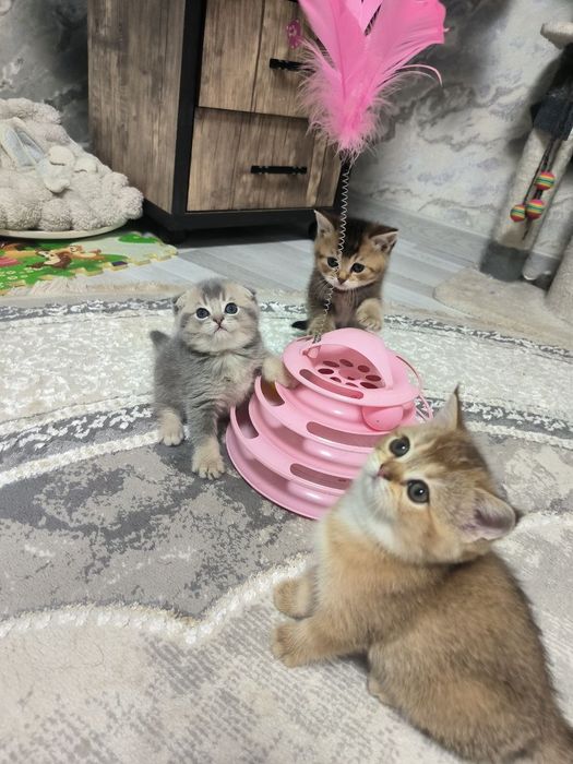 Шикарные котята скотиш фолд и скотиш страйт шиншилла