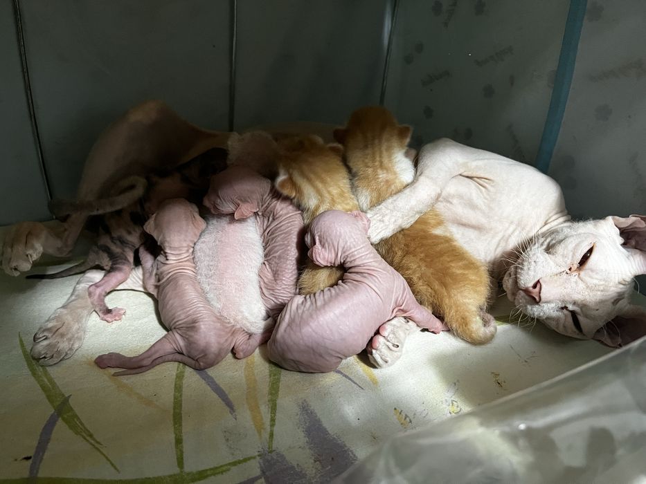 Отдам котят в добрые ручки)
