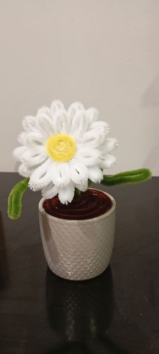 Вечни цветя в саксия