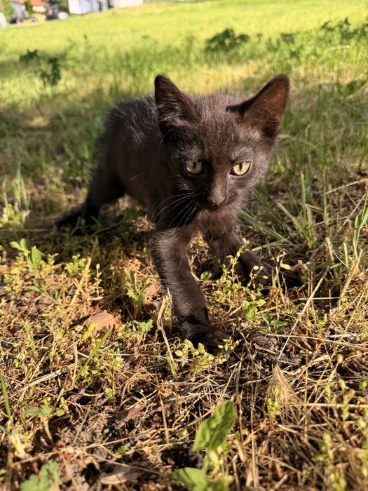 Мъжко бебе коте