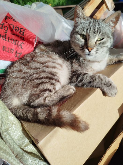 Отдам котенка полосатого