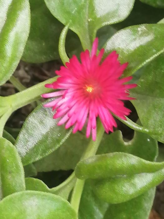 Домашние растения