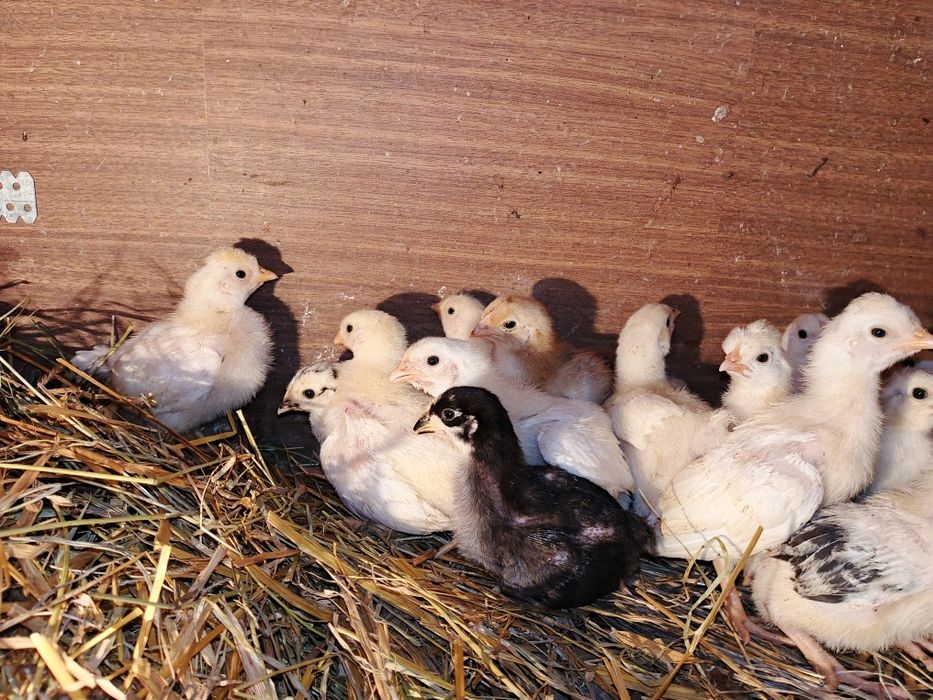 Продам цыплят...