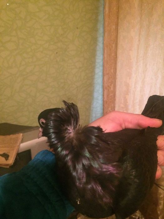 голуби тракия голуби