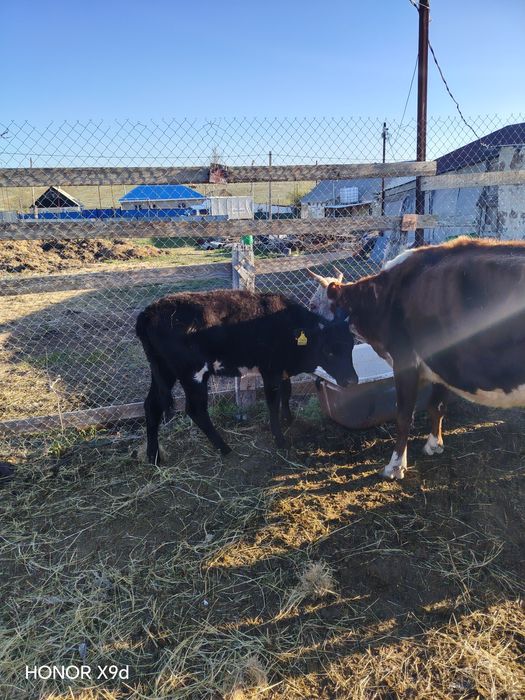 Продаётся скот и телята