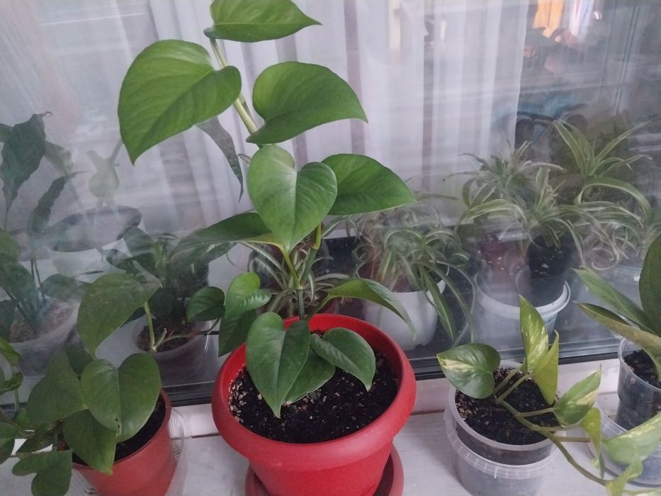 Продам комнатные цветы.