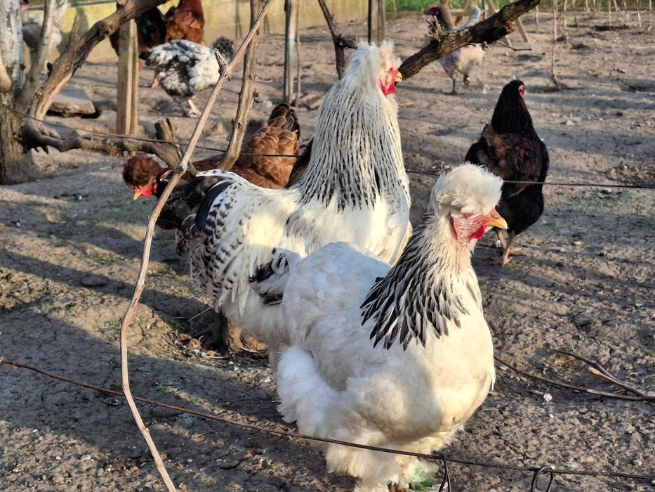 Oua incubat de vanzare