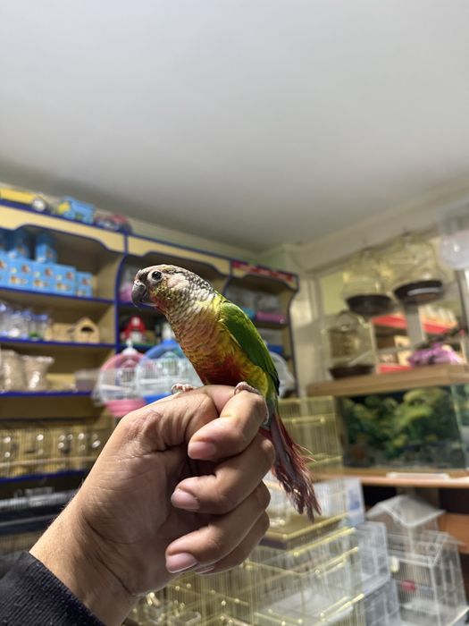 Продам Ручной попугай