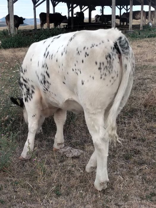 Disponibili detalii la Nr de tel