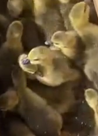 Крупно-серые Гусята недельные продам