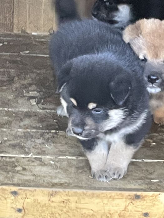 японские сибы на продажу