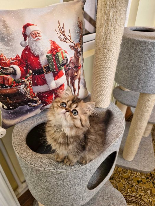 Motanel persan cu pedigree