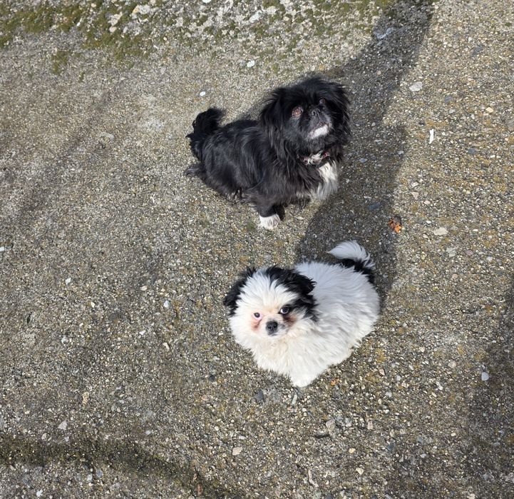 Мъжки пекинез   .