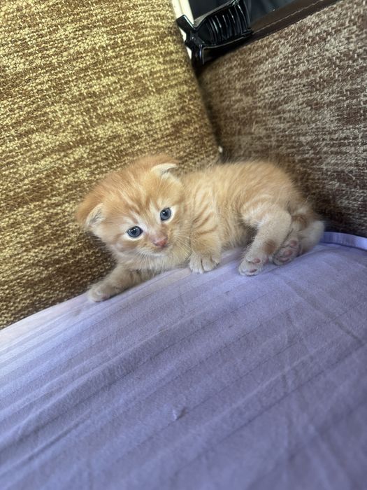 Котенок мальчик рыжий