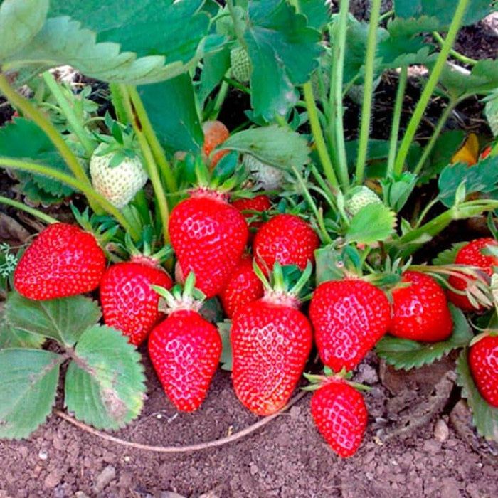 Продам саженцы клубники Альбион +Доставка бесплатно