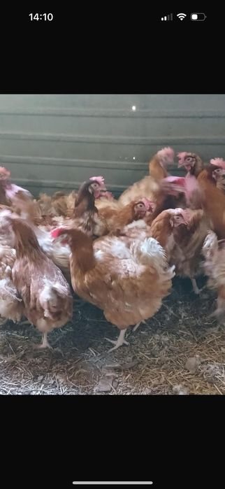 Куры хасики красные