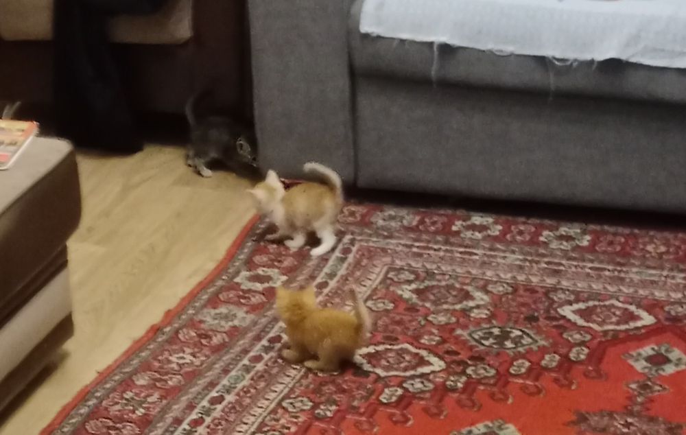 срочно отдадим котят