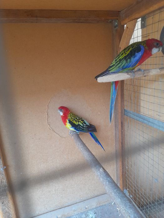 Razella papugay qushla