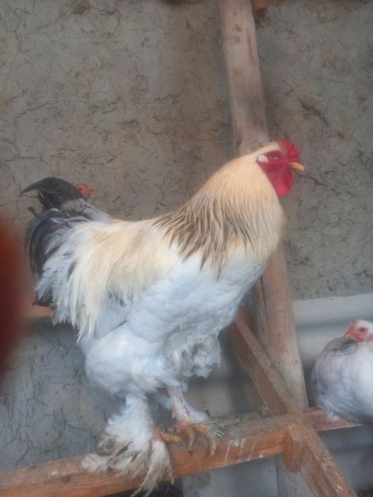 Брама гигант уругланган 100 %