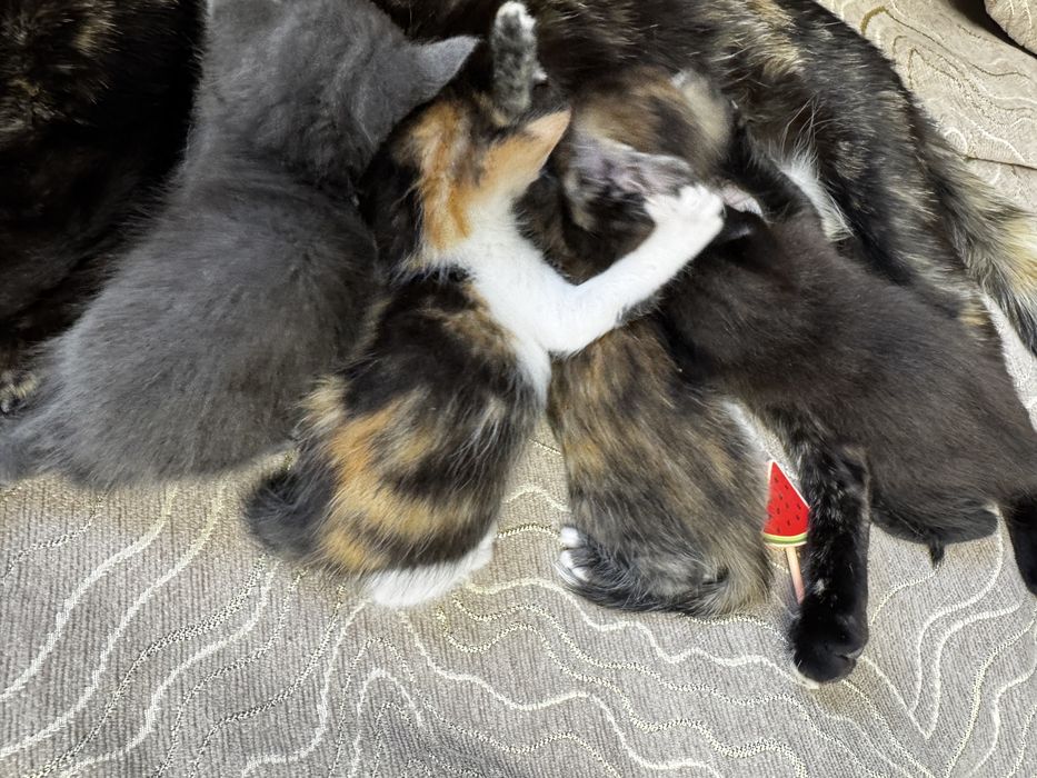 Котенок котята бесплатно кот кошка