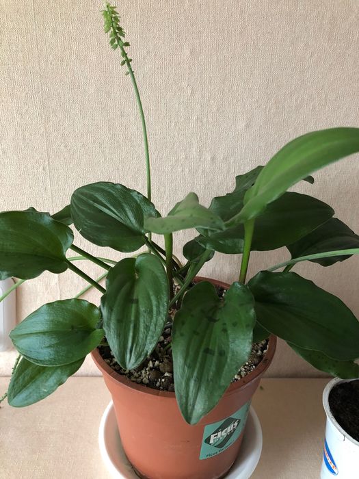 Дримиопсис пятнистый