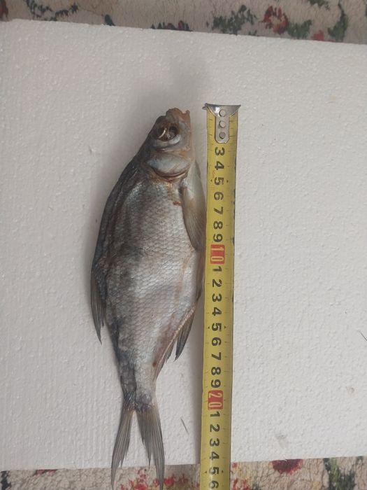 Вобла Лещ судачек