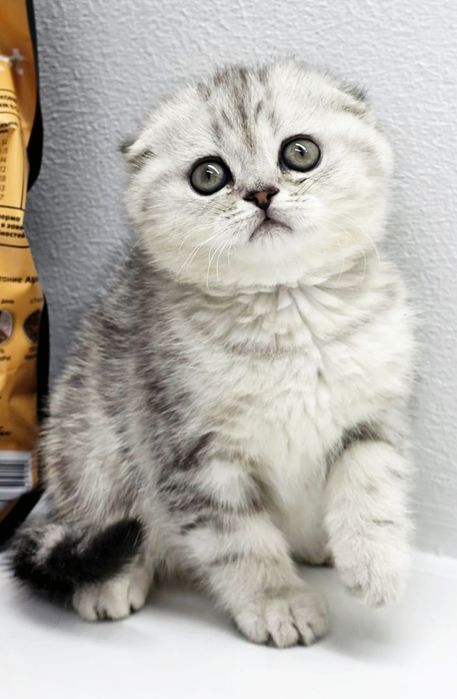 ШоТлаНдские КотЯта висЛоуХие