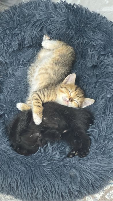 Милые котята только в добрые руки