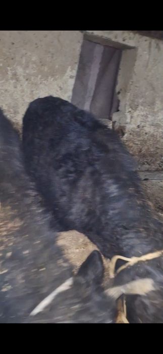 3 бас буха сатылады