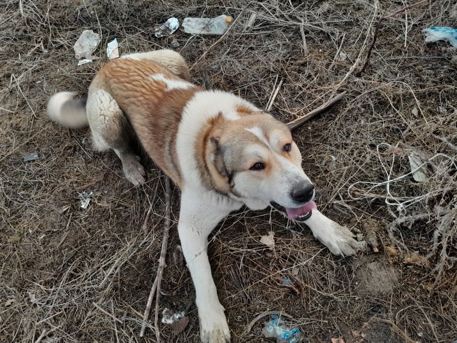 Собака алматы обл