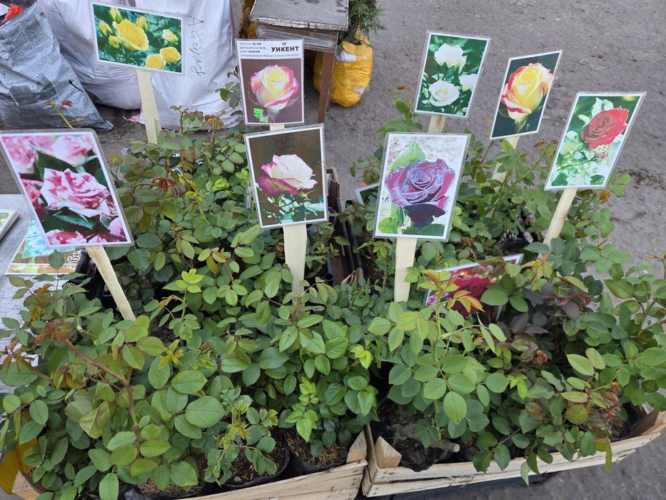 Рассада все виды.