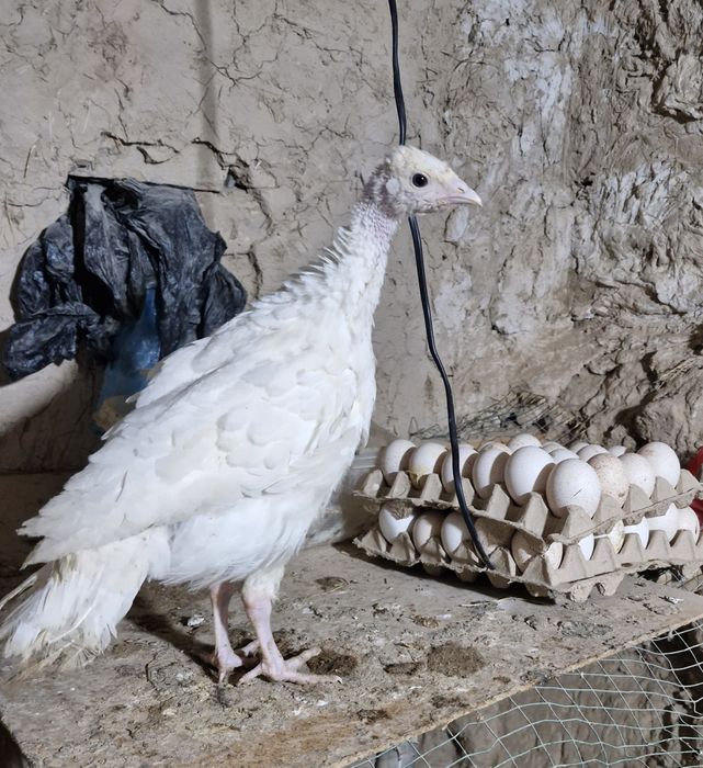 Курка жужалар 70 кундан ошган.индюк