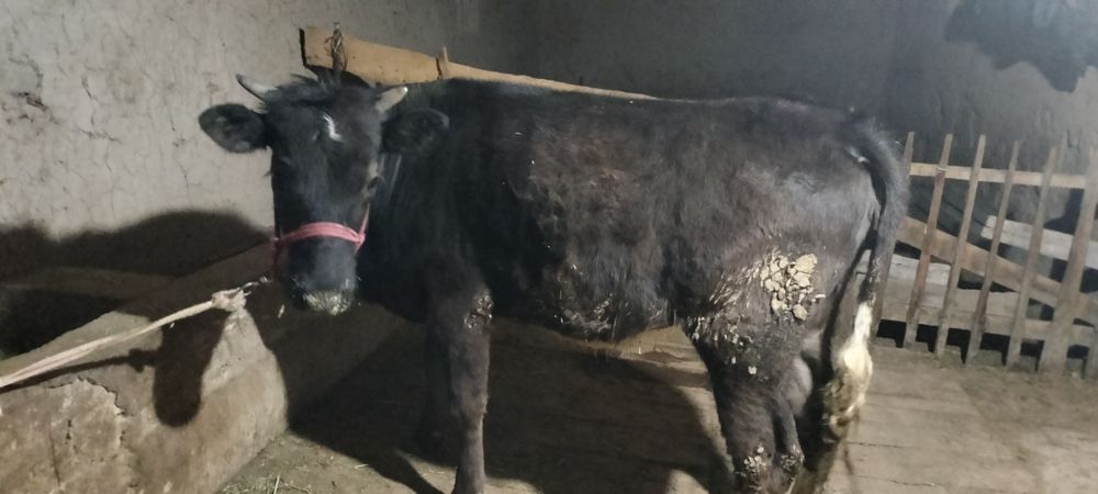 Семіз кашар сатылады