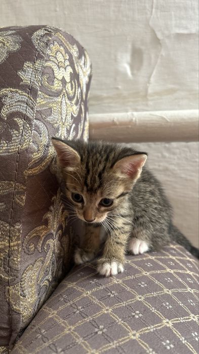Отдам в добрые руки котят-девочек