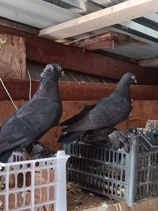 Пара голубей за 10 тысяч