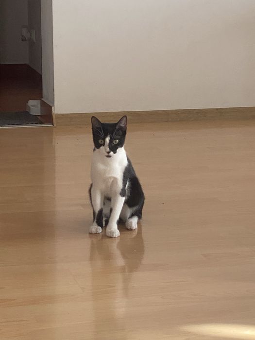 Pisica de adoptat .Face la litiera. Are intre 8-10 luni. Nu il putem tine din cauza ca nu ne lasa proprietarul