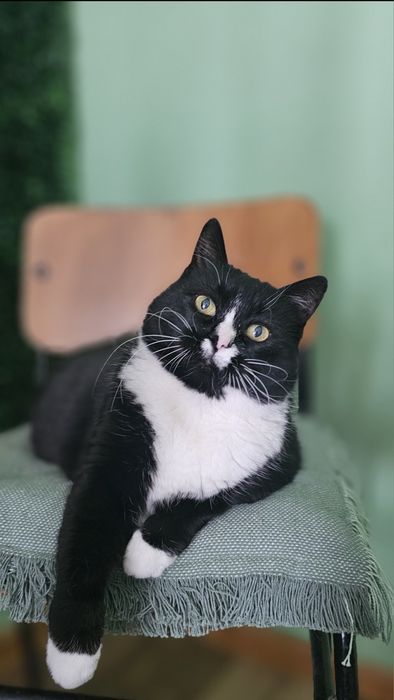 Cazare animale de companie - Pet hotel pisici